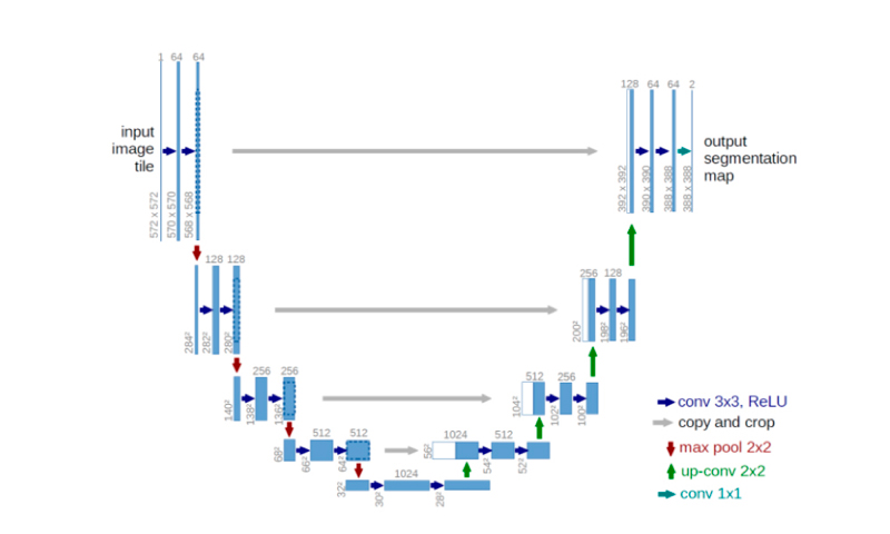 Medical Image Processing: U-Net Architecture