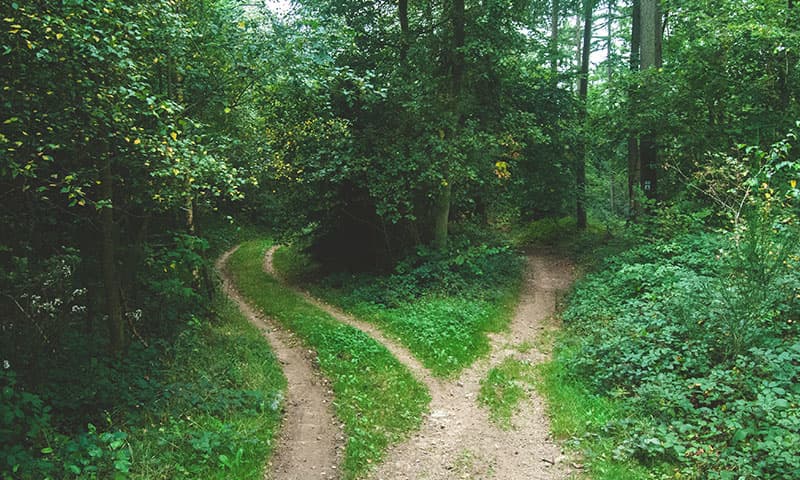 2 paths in woods