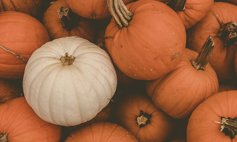 White pumpkin between orange pumpkins